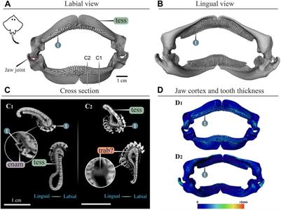 Bricks, trusses and superstructures: Strategies for skeletal reinforcement in batoid fishes (rays and skates)